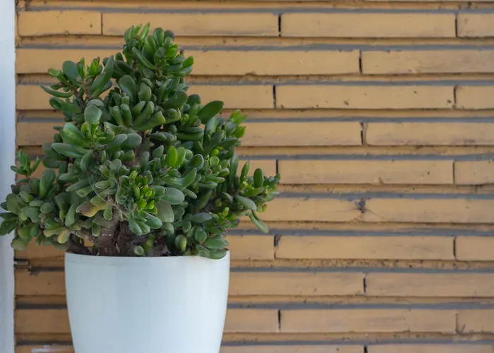 Lejlighed Horia By People